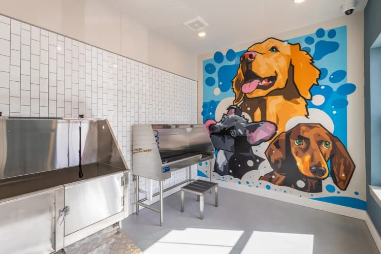 Louisville apartments for rent - image - Pet Spa